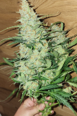 Instagram Pound Cake Auto™