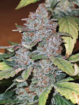 Instagram Guava Sundae Auto™