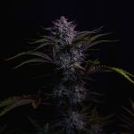 Instagram Mendo Guava Auto™