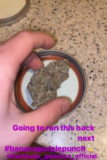 Banana Purple Punch Auto - Returned Buds in Small Container