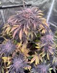 Instagram Cherry Cola Auto