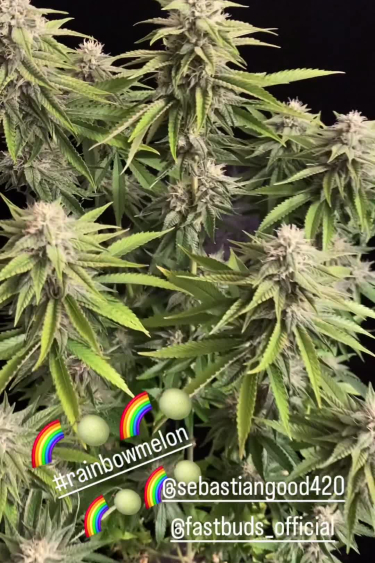 Rainbow Melon - Flowering Plant with Long Colas