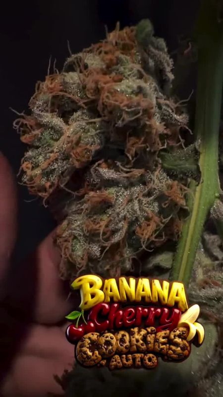 Banana Cherry Cookies Auto @seniordodo79 IG 