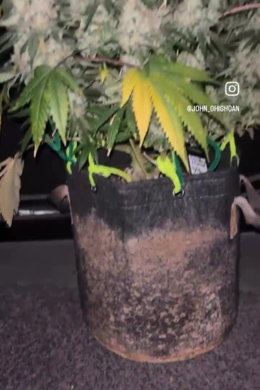 Rainbow Melon - Potted Plant During Flowering