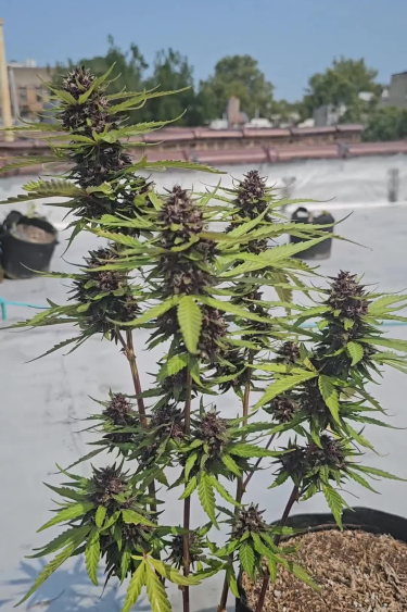 Banana Purple Punch Auto - Outdoor Plants Flowering in Full Sun