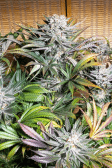 Instagram Gorilla Cookies FF