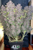 Instagram Purple Lemonade Auto