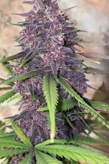 Banana Purple Punch Auto - Deep Purple Main Cola in Late Flower