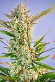 Instagram Gorilla Cookies Auto