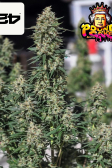 Instagram Pound Cake Auto™