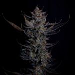 Instagram Mendo Guava Auto™