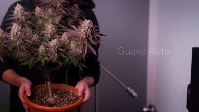 Guava Auto @chufli0140 DIS 