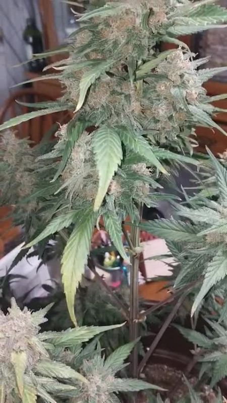 Gorilla Punch Auto @lushgreens DIS 