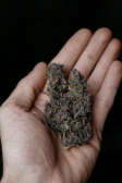 Instagram LSD-25 Auto