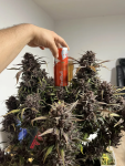 Instagram Strawberry Gorilla Auto