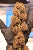 Instagram Purple Punch Auto