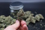 Instagram Mendo Guava Auto™