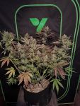 Instagram Mendo Frost Auto™