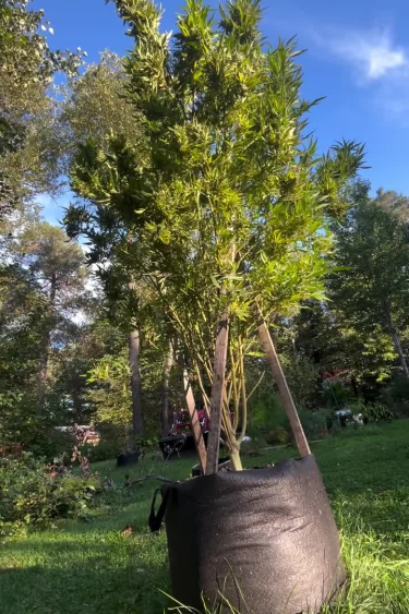 Smoothie Auto - Tall Outdoor Plant Grown in a Pot