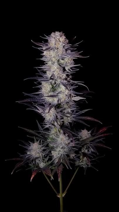 Mendo Frost Auto - Frosty Lavender Colas in Late Flower by @1s1and_t
