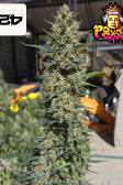 Instagram Pound Cake Auto™