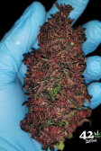 Instagram Purple Lemonade Auto