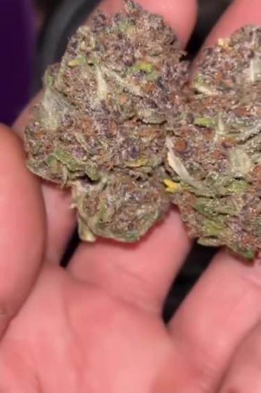 Gorilla Punch Auto - Two Dense Purple Buds After Drying