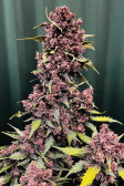 Instagram Purple Lemonade Auto