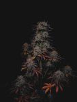 Instagram Strawberry Gorilla Auto RF3™