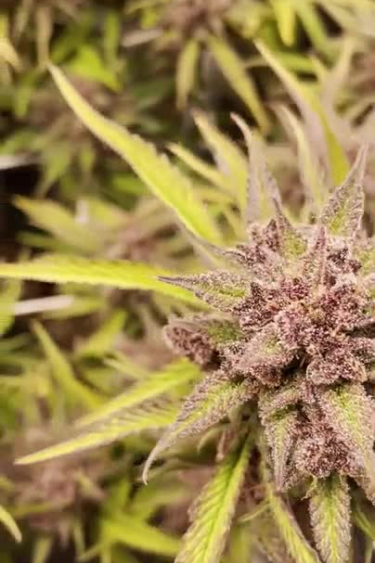Purple Punch Auto - Bright Green Cola Forming in Early Flower