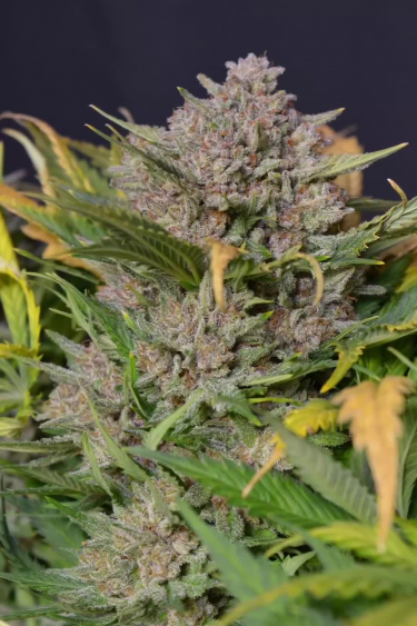 Cherry Cola Auto - Mature Frosty Cola with Green Leaves