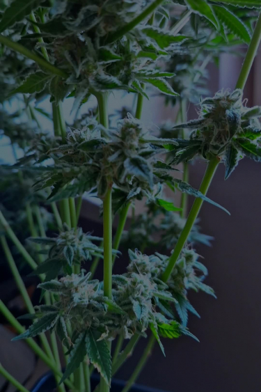 Purple Lemonade FF - Vegetative Stage Growth in the Tent