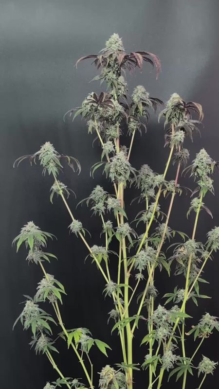 Garlic Mint Sherbet Pheno #1 - Tall Branchy Plant Structure