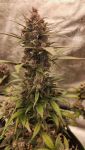 Instagram Strawberry Gorilla Auto