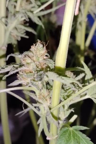Lemon Mandarin - Frosty Bud Growing Between Branches