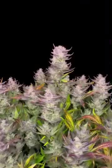 Papaya Cookies Auto - Multiple Frosty Tops Across the Canopy