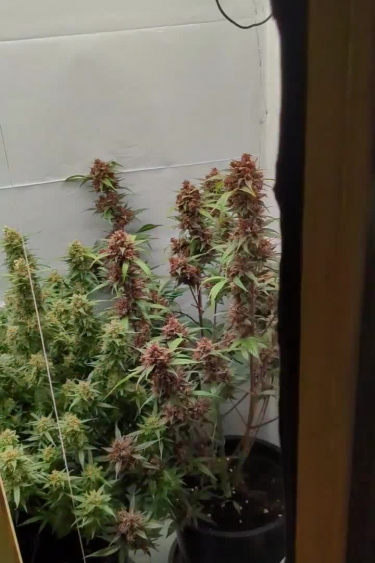 Mix Pack Auto - Multiple Flowering Plants in Indoor Grow