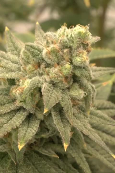 Lemonpaya - Frosty Lime-Green Buds Up Close