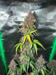 Instagram Purple Lemonade Auto RF3™