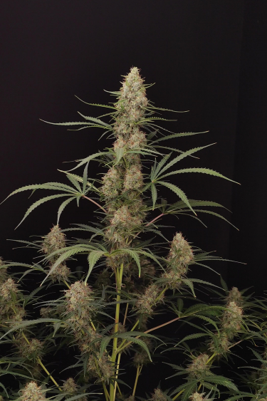 Jack Herer Auto - Tall Flowering Plant Against Black Background