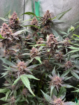 Instagram Lemon Cherry Cookies Auto