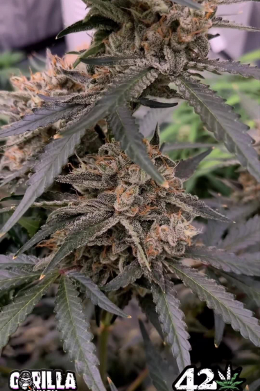Gorilla Punch Auto - Near-Black Fan Leaves in Late Bloom