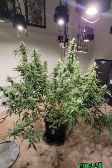 Cream Cookies Auto - Bushy Indoor Plant with Multiple Colas
