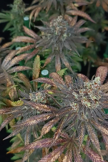 Tropicana Cookies FF - Purple Buds During Late Flowering