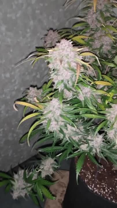Lemon Cherry Cookies Auto - Frosty Colas in Late Flower by BudBeezy