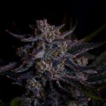 Instagram Mendo Guava Auto™
