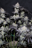 Instagram Tropicana Cookies FF