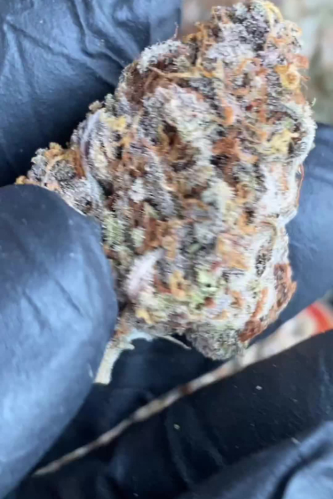 Apricot Auto - Frosty Returned Bud Held in Hand