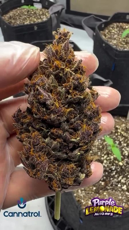 A Bud the Size of your Hand