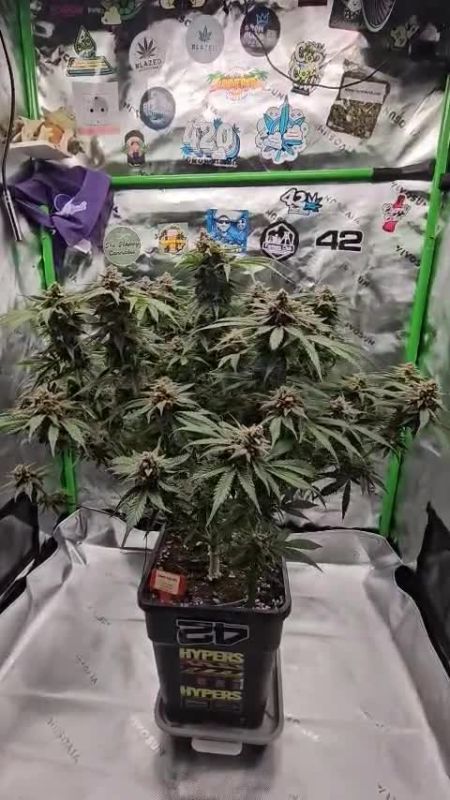 Cherry Cola Auto RF3 @513grow DIS 